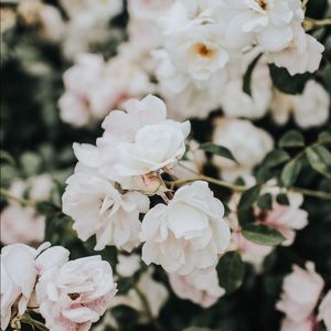 Meet your Posher, Char